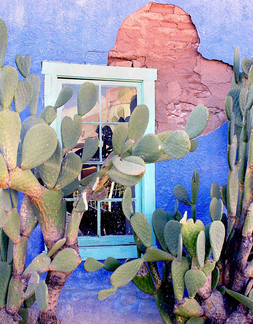 A cactus against a window