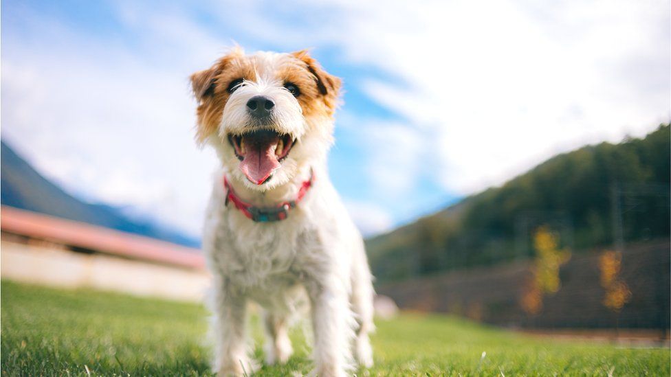 Jack russell terrier dog . - stock photo