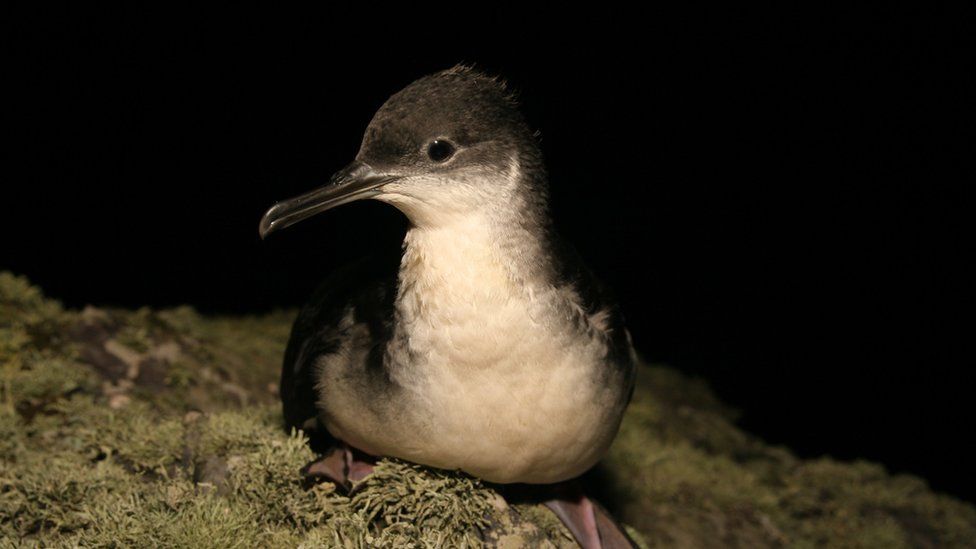 A Manx shearwater bird at night