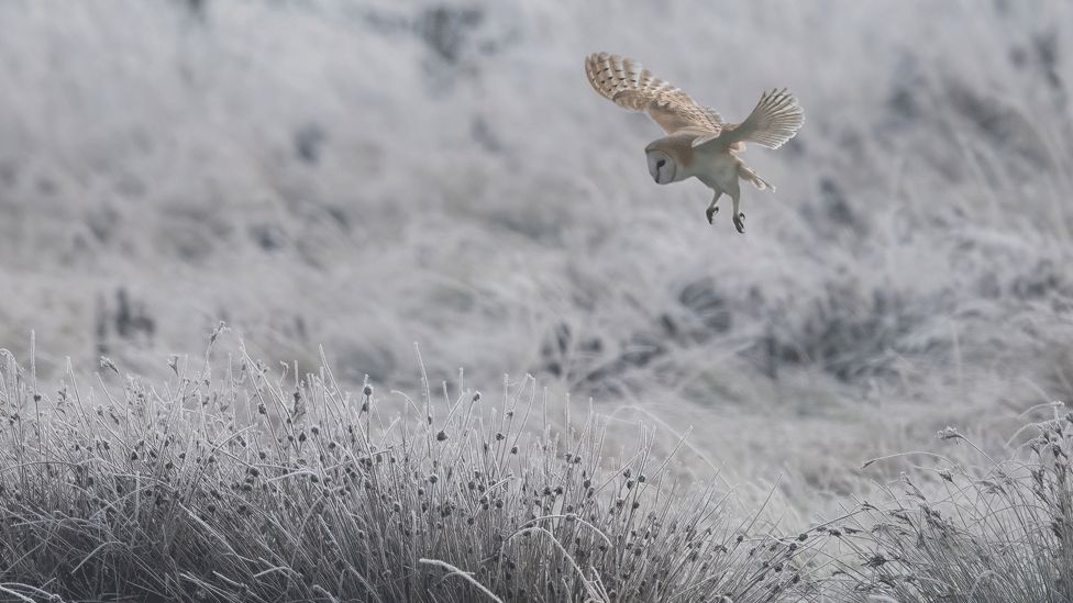 Barn owl flying over frosty landscape
