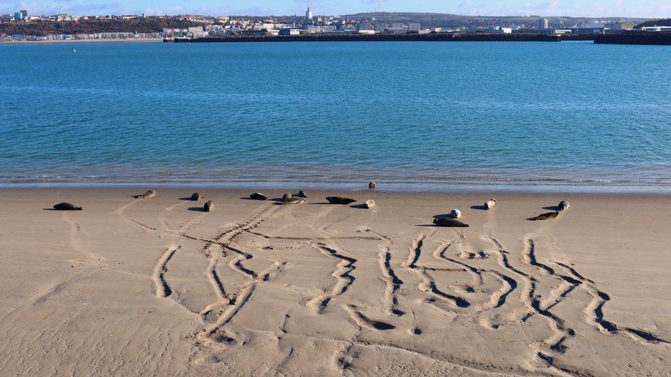 Seals on a French beach