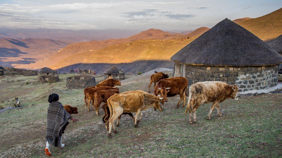 Cattle being herded past village huts in Lesotho