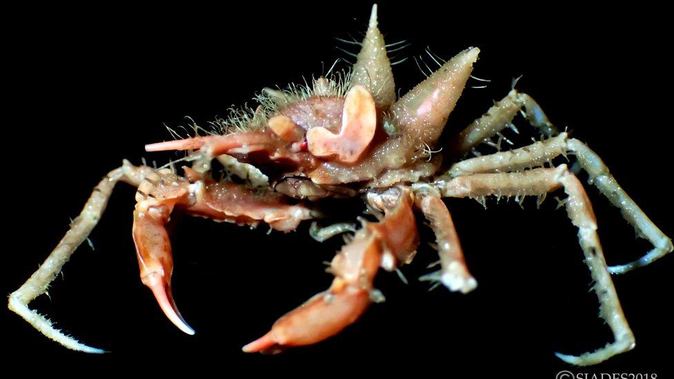 A 6cm unnamed crab of the Epialtidae family