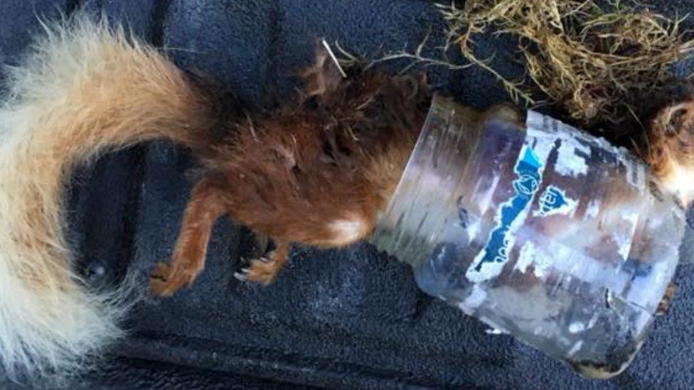 Red squirrel trapped in a plastic jar