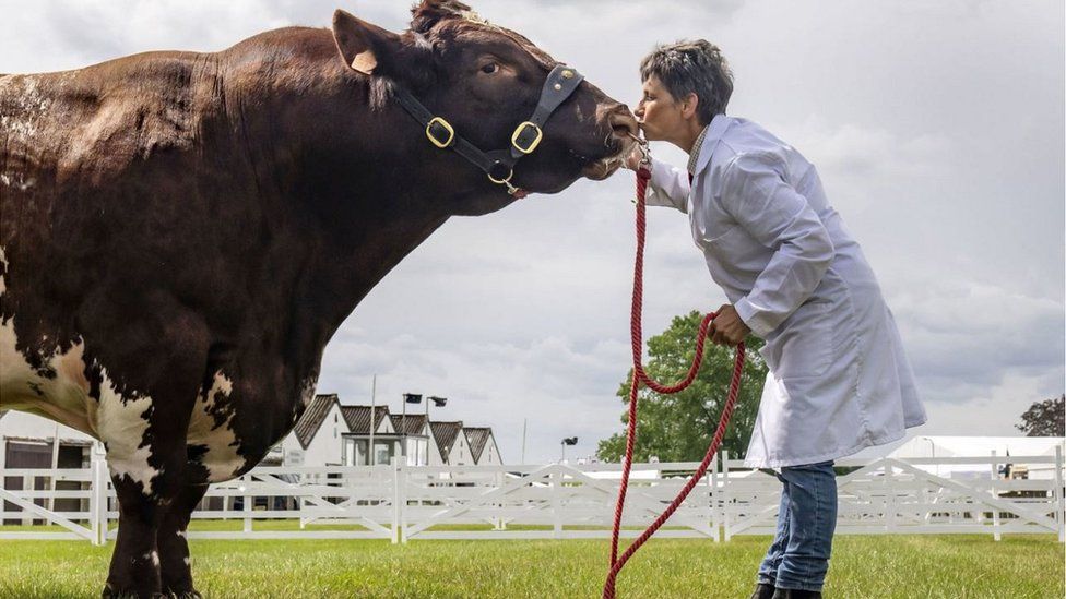 Tracy Seven with a Beef Shorthorn