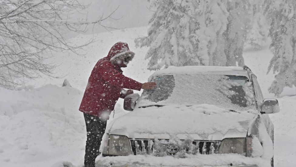 Animals brave snow and freezing temperatures - BBC News