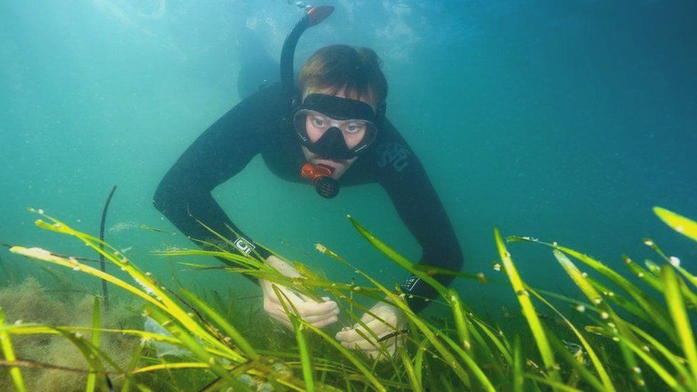 Diver and seagrass bed