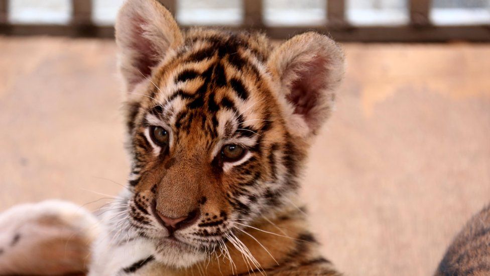 The picture shows a baby Siberian tiger at Mount Huangshan Tiger Park on October 16, 2014 in Huangshan, Anhui province of China.