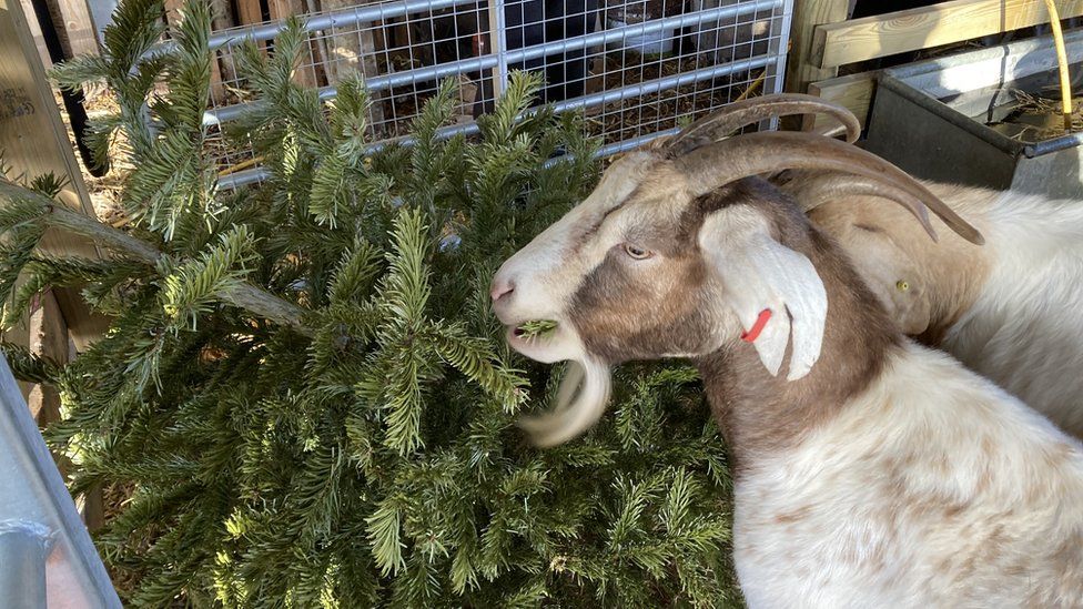 Goats eating a donated Christmas tree