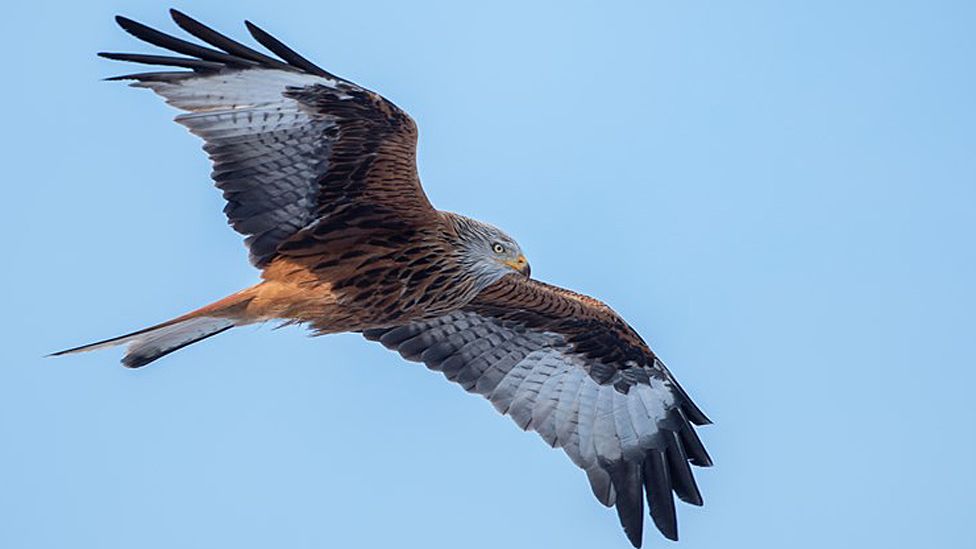 red kite bird picture