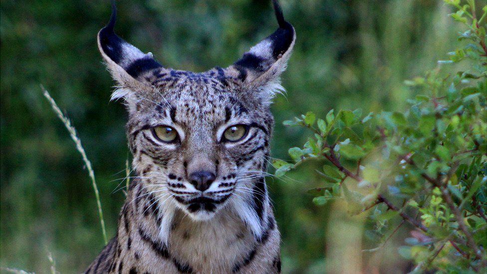 Lynx in Donana national park