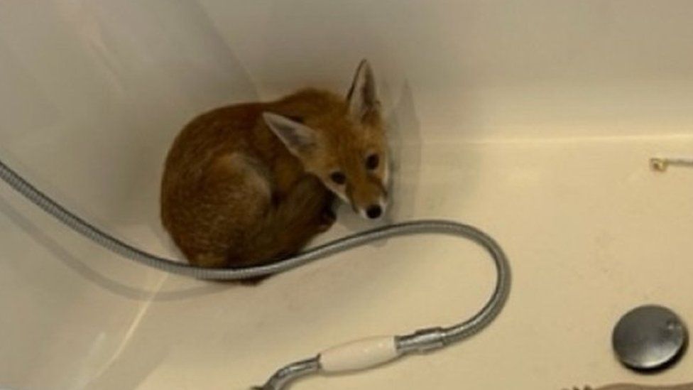 fox cub bath tub
