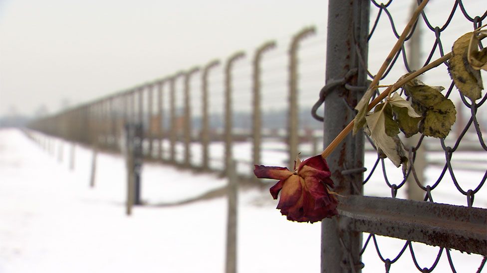 A red rose in the wire fence at the Auschwitz-Birkenau concentration camp