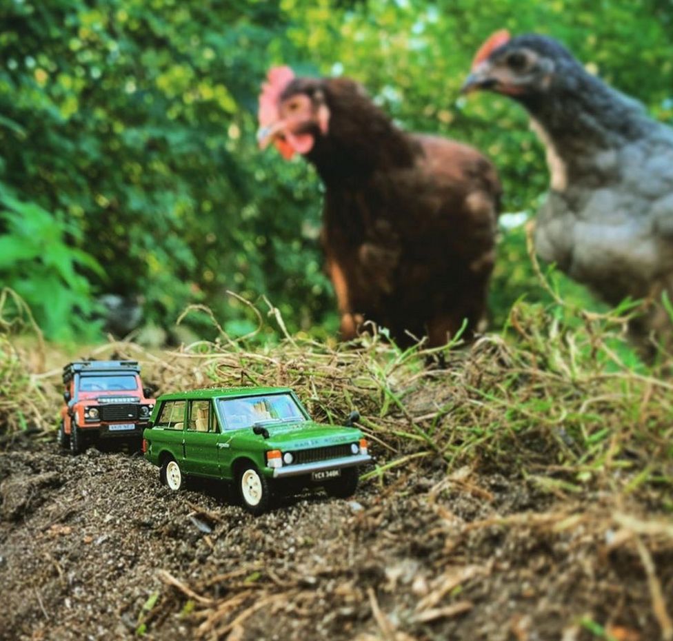 Model red and green Land Rovers watched by chickens
