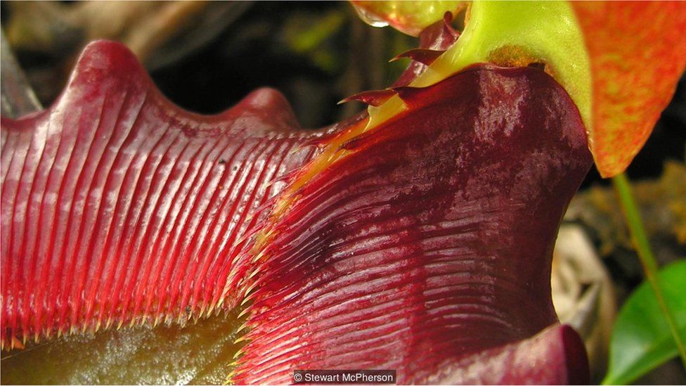 Nepenthes rajah