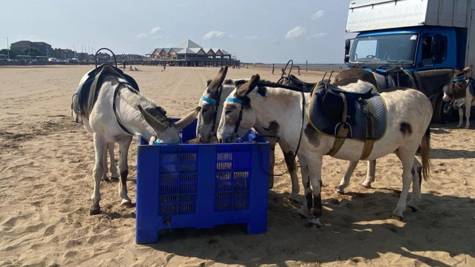 Donkeys feeding on the beach
