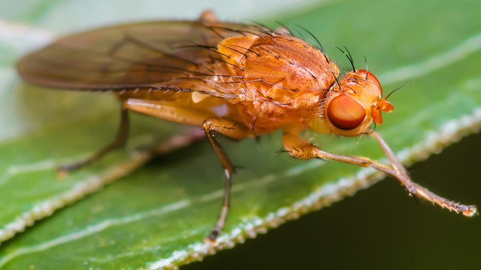 Fruit fly on a leaf, magnified
