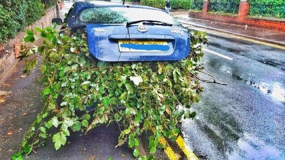Car with foliage sticking out of boot