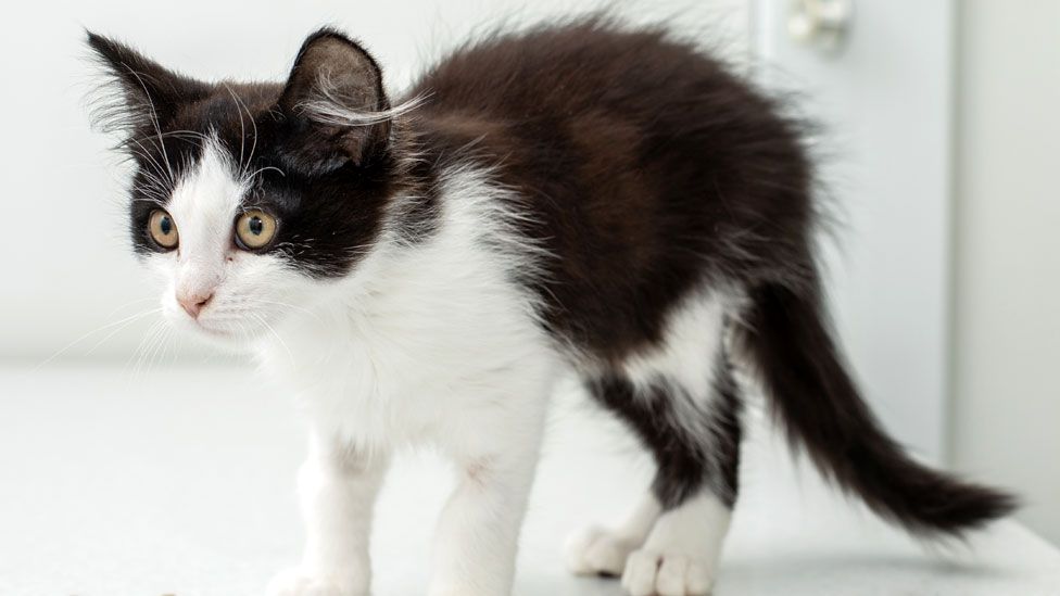 A small black and white kitten