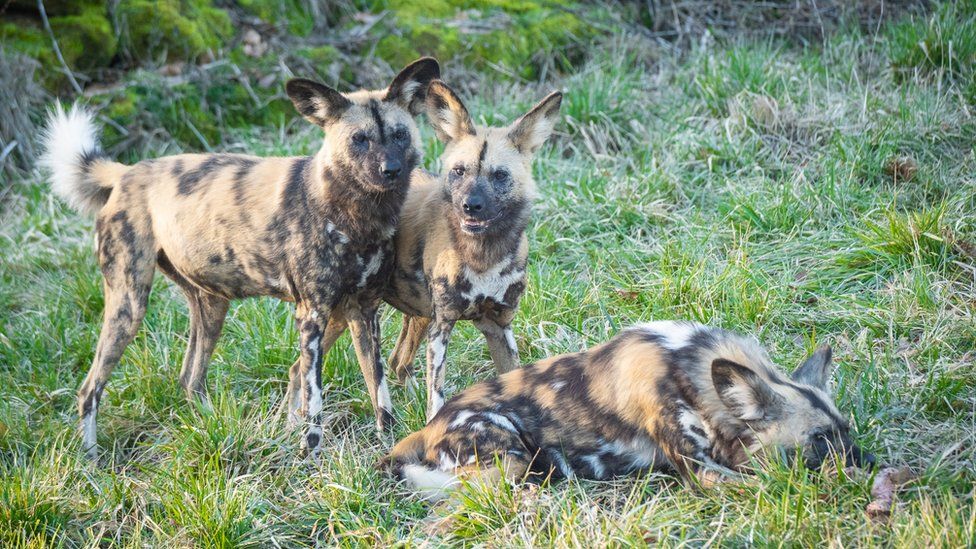 Afrikanische Wildhunde Beebee (links), Ginger (Mitte), Einstein (liegend)