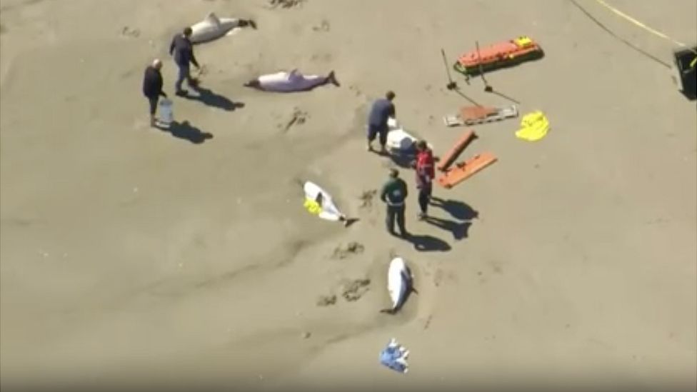 Rescuers pour sea water to try and revive the dolphins