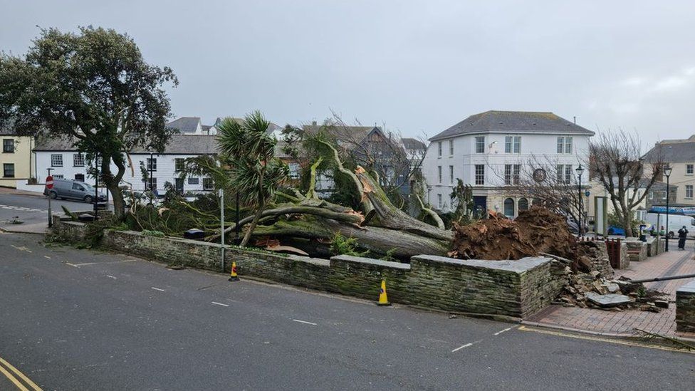Huge tree down in Bude centre