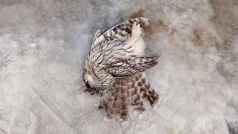 The fallen owl