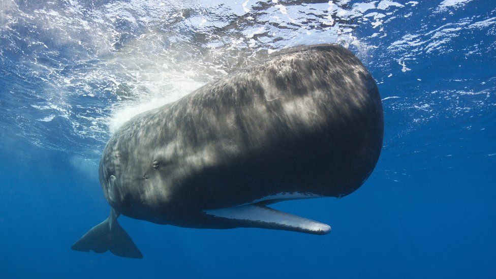 A sperm whale (file picture) - both sperm whales and humpbacks are in the area, locals said