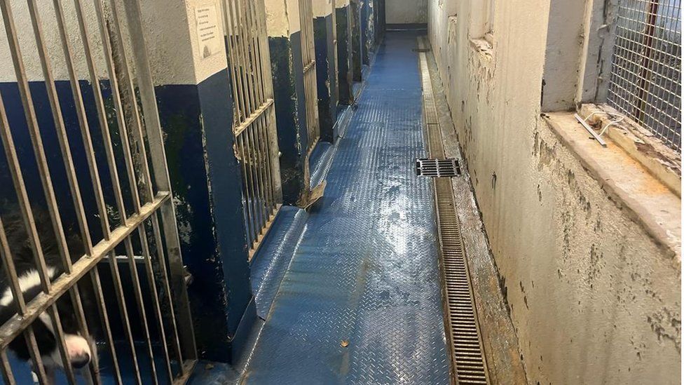 Derry Council to take action over 'crumbling' kennels BBC News