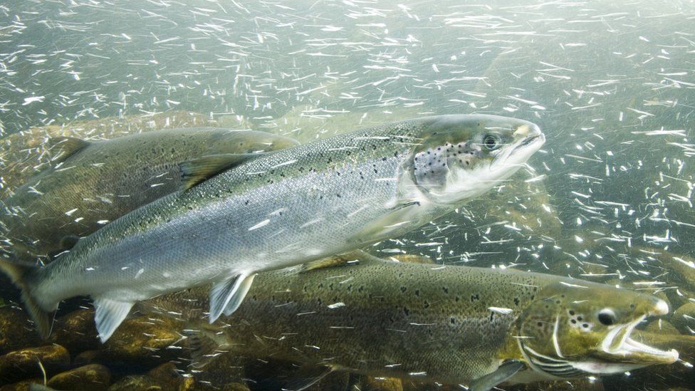 Stock image of Atlantic salmon