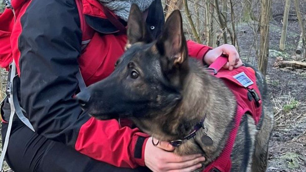 Duke the search and rescue dog