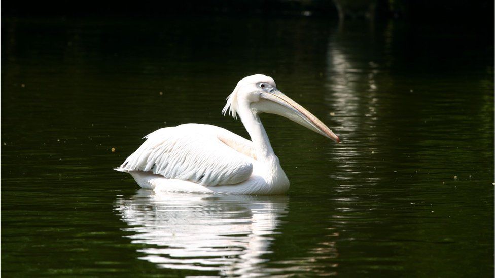Pelican at St James's Park
