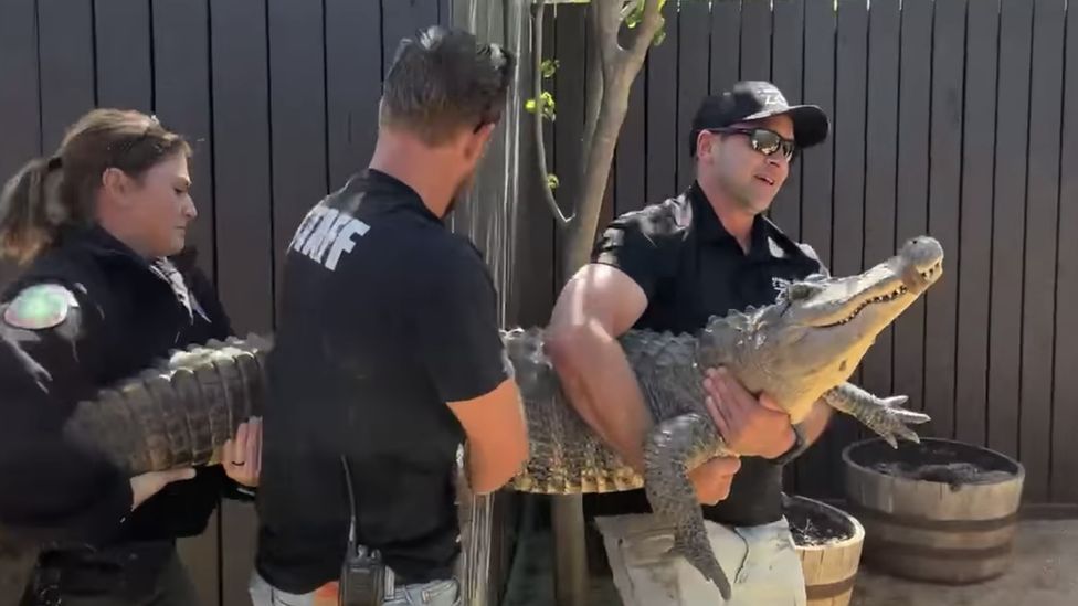 The alligator being carried