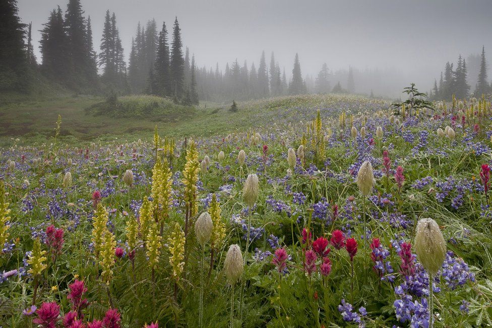 A field full of wild flowers with mist-covered trees in the background