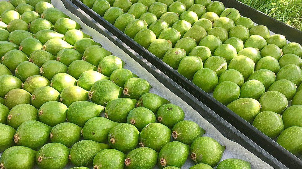 figs laid out in the sun to ripen