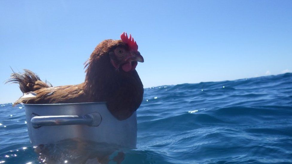 Monique the hen inside a cooking pot in the sea