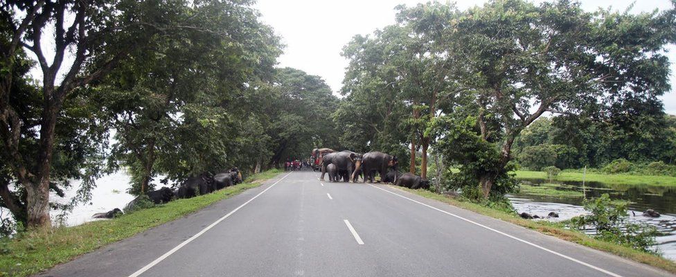 Elephants crossing