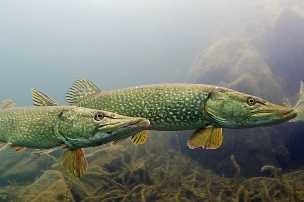 Man photographs 'all' UK freshwater fish species - BBC News