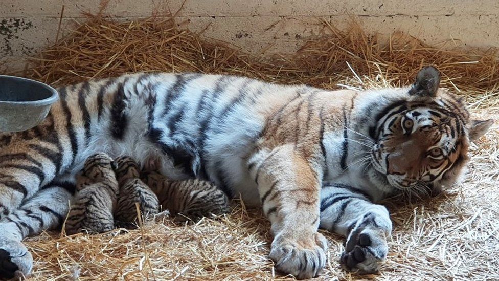 bengal tiger newborn cubs