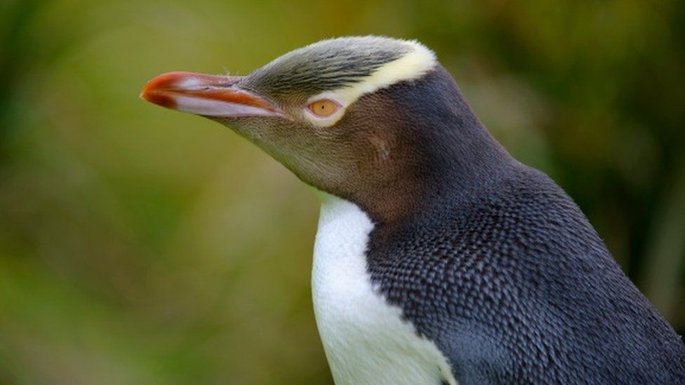 A rare yellow-eyed penguin that won New Zealand's bird of the year award