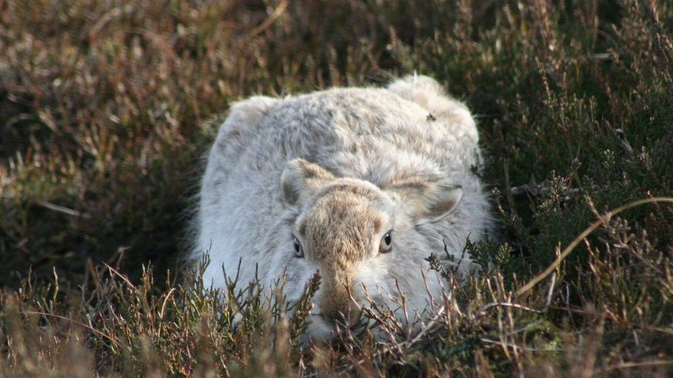 A Peak District mountain hare