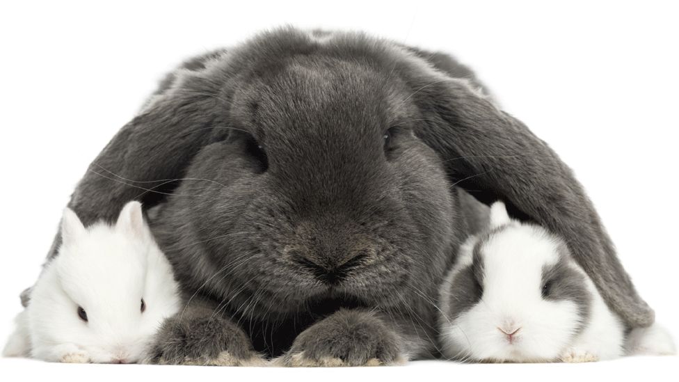 MSPs consider greater protection for pet rabbits BBC News
