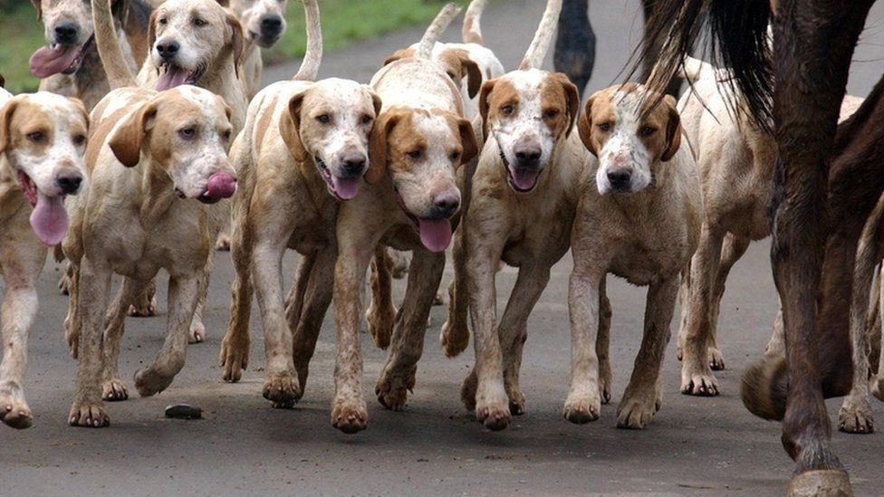 Fox-hounds from a hunt