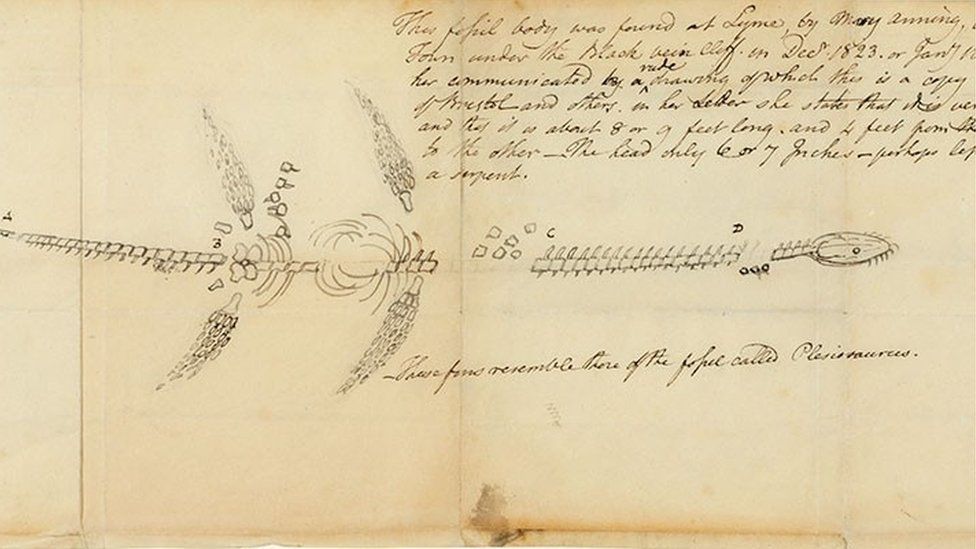 Mary Anning's sketch of her first plesiosaur