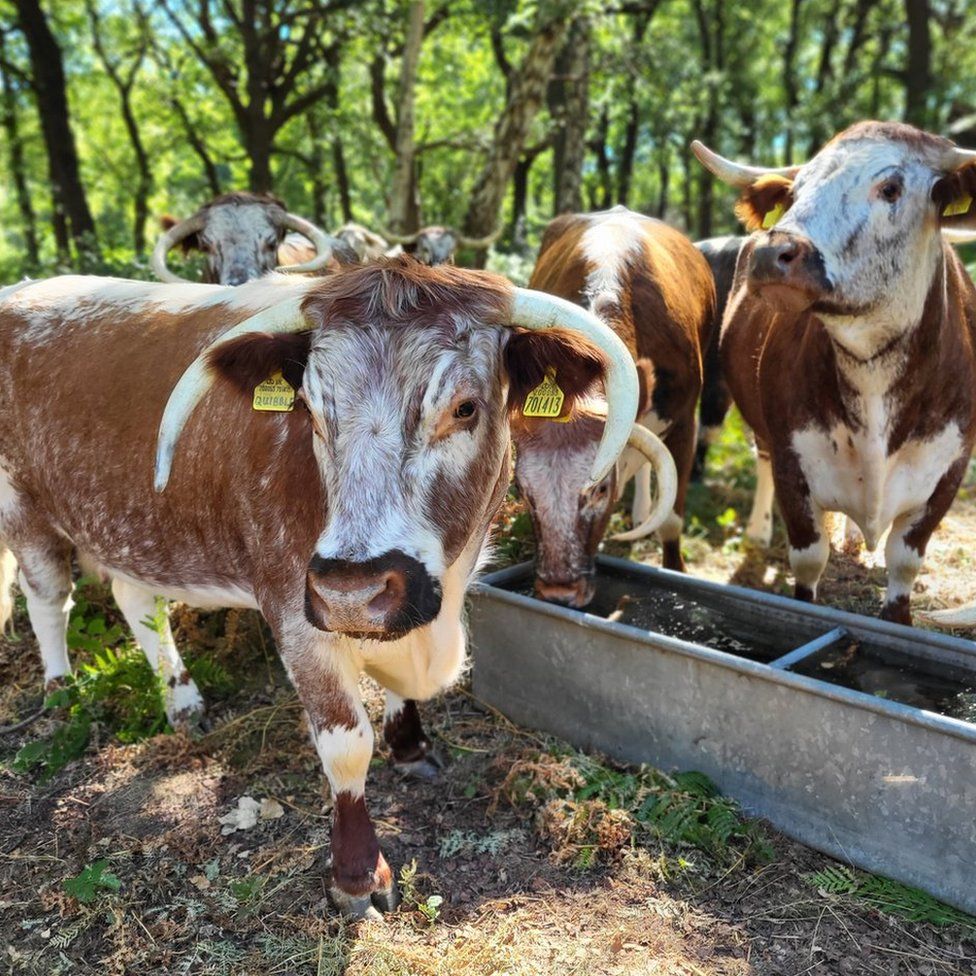 English Longhorns in a field on the estate