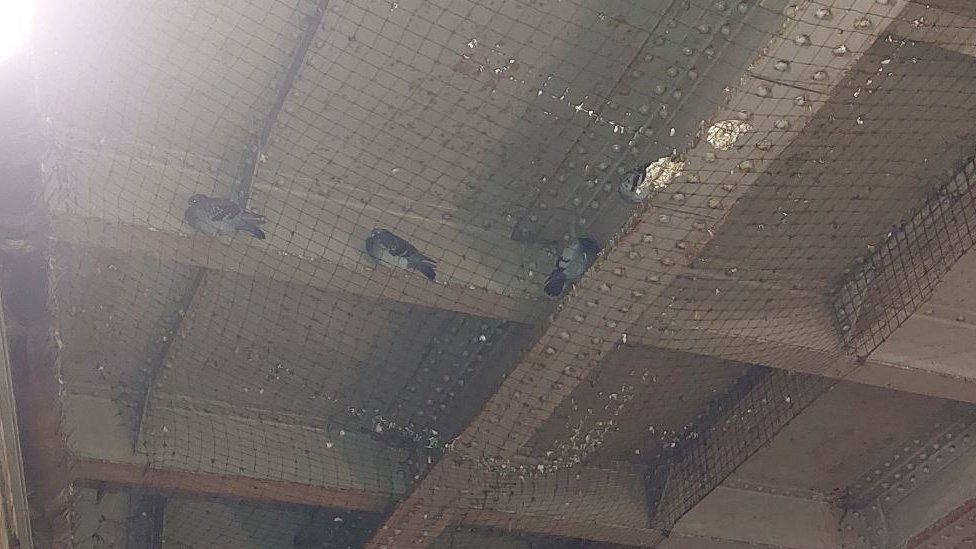 pigeons under rail bridge
