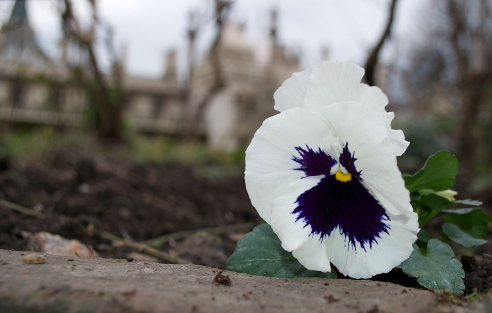 Pansy with Brighton Pavilion in the background