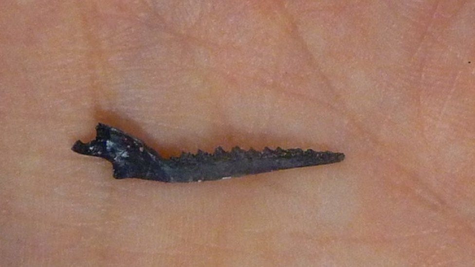 Jaw fossil