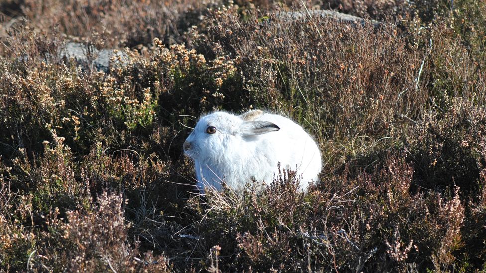 Mountain hare