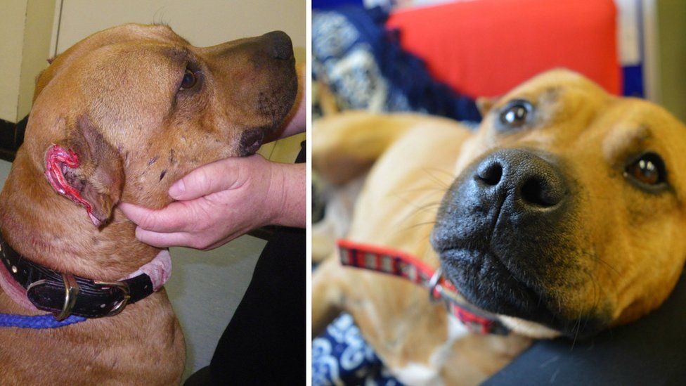 Victor the dog before and after surgery